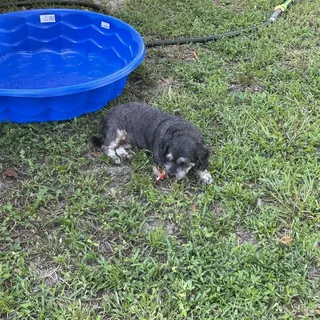 A small dog by the pool