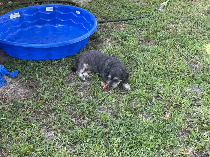A small dog by the paddling pool in the yard
