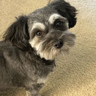 A cream pup up close
