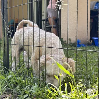 A fluffy dog saying hello at the fence