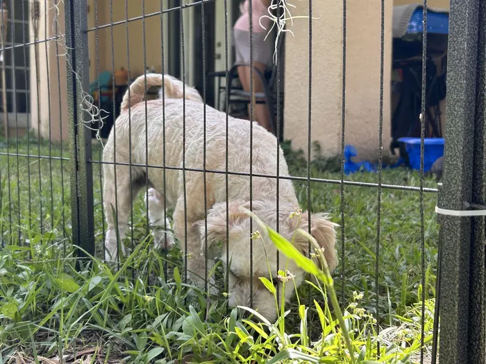 A fluffy dog saying hello at the fence