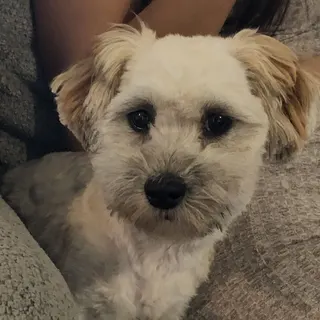 A grey schnauzer looking up