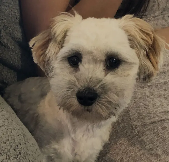 A grey schnauzer looking up