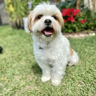 A small white dog smiling on the grass