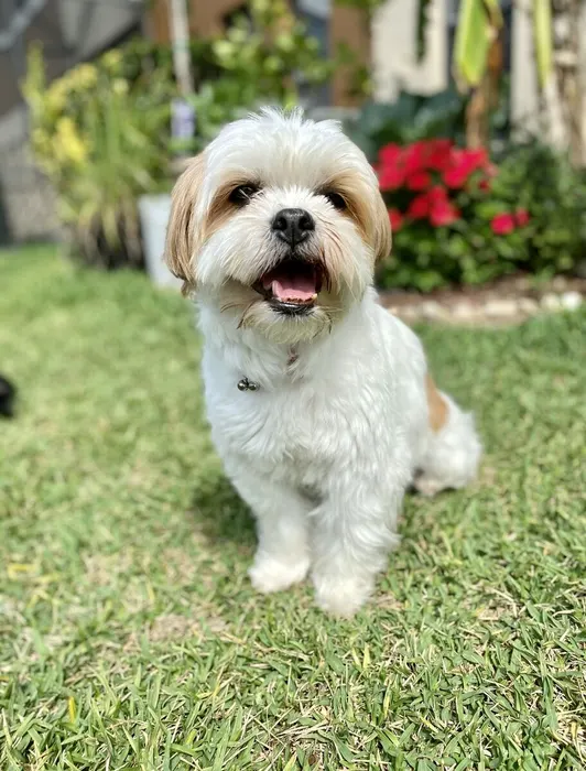 A small white dog smiling on the grass