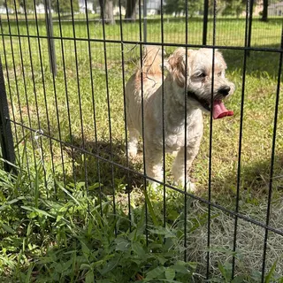 A happy dog with its tongue out