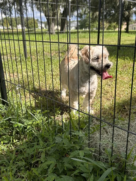 A happy dog with its tongue out in the yard