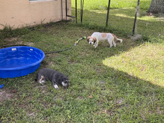 Small dogs playing by the pool in the yard