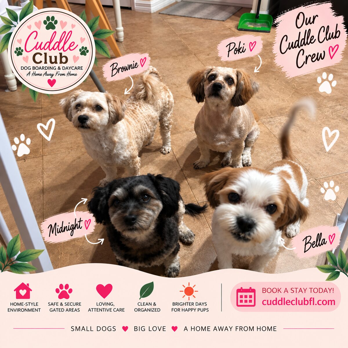 Our Cuddle Club crew — Brownie, Poki, Midnight and Bella looking up in the kitchen